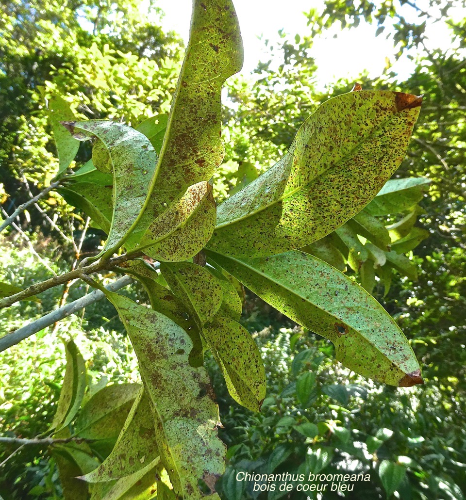 Chionanthus broomeana.bois de coeur bleu.coeur bleu.oleaceae.endémique Réunion.P1014325