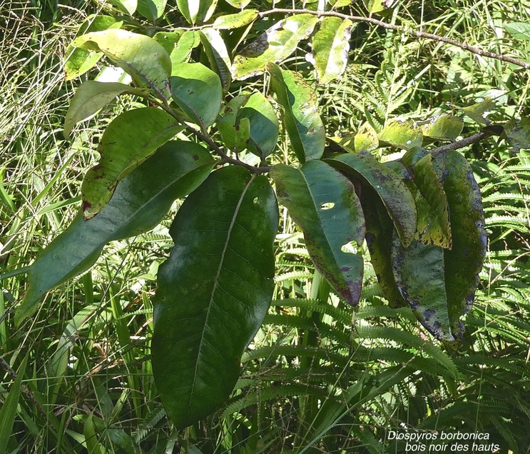 Diospyros borbonica.bois noir des hauts.ebenaceae.endémique Réunion.P1014319