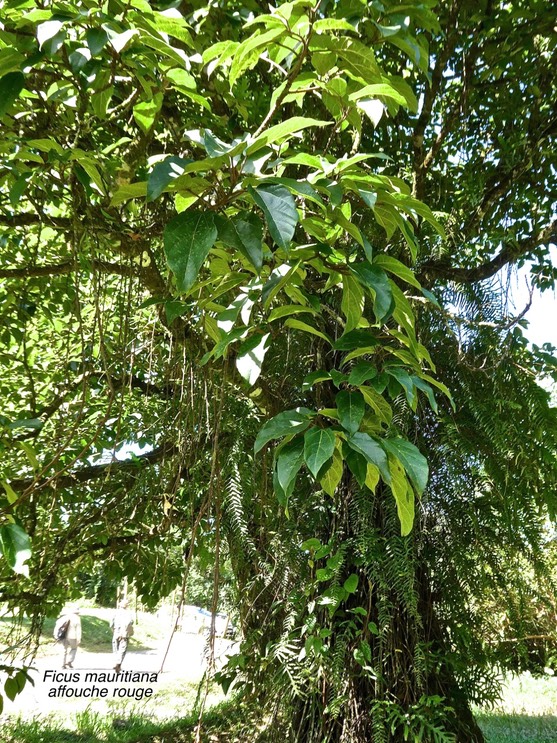 Ficus mauritiana .affouche rouge.moraceae.endémique Réunion Maurice.P1014350