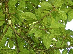 Ficus mauritiana.affouche rouge.moraceae.endémique Réunion Maurice.P1014353