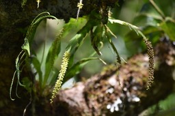Oberonia disticha - EPIDENDROIDEAE - Indigène Réunion
