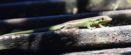 Phelsuma borbonica - Gecko vert des hauts - GEKKONIDAE - Endémique Réunion