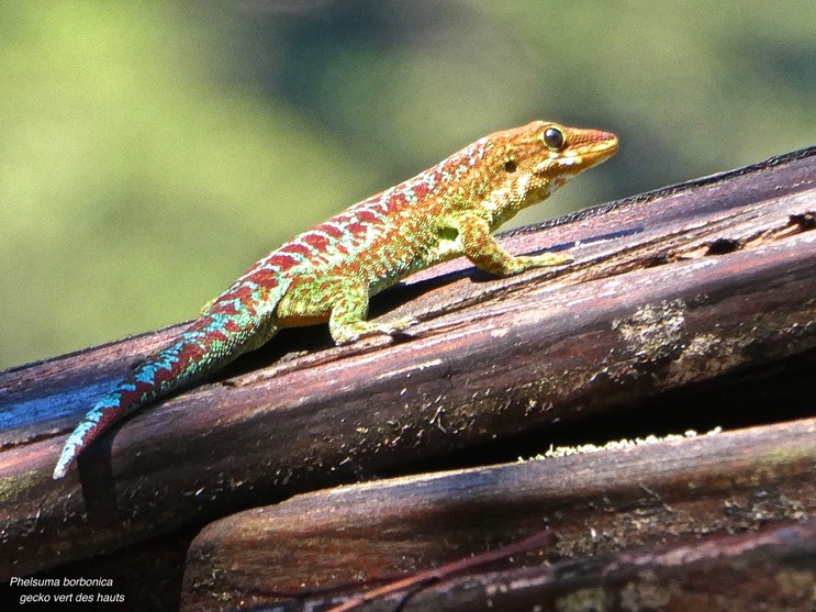 Phelsuma borbonica.Gecko vert des hauts.gekkonidae.endémique Réunion.P1014217