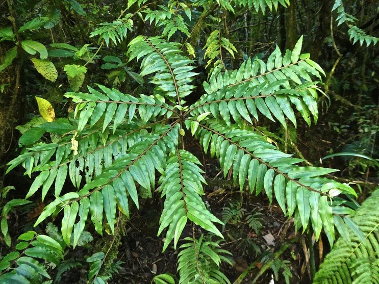 Phyllanthus consanguineus.bois de jolie fille.bois de négresse.phyllanthaceae.endémique Réunion.P1014282