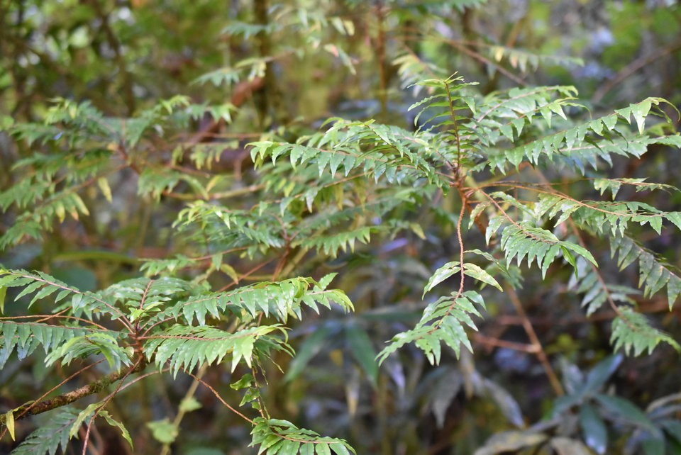 Phyllanthus cosanguineus - Bois de négresse - PHYLLANTACEAE - Endémique Réunion. 