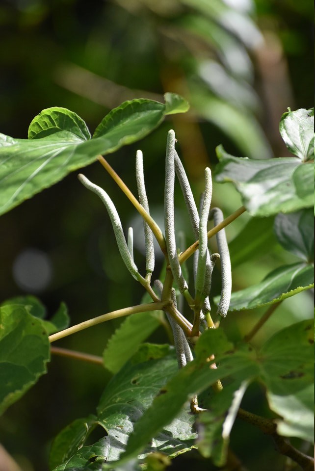 Piper umbellatum - PIPERACEAE - Amérique tropicale - MB2_2092