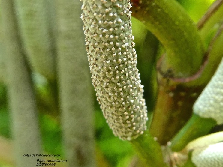 Piper umbellatum .(détail de l'inflorescence.)piperaceae.P1014340