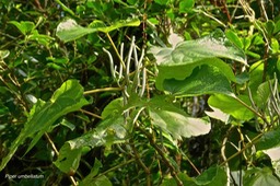 Piper umbellatum.piperaceae.P1014337