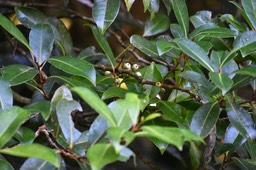 Psiloxylon mauritianum - Bois de pêche marron (fruits) - MYRTACEAE - Endémique Réunion, Maurice - MB2_2069