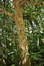 Psiloxylon mauritianum - Bois de pêche marron (tronc) - MYRTACEAE - Endémique Réunion, Maurice - MB2_2078