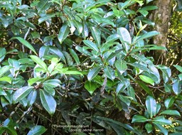 Psiloxylon mauritianum.bois de pêche marron.bois sans écorce.bois de gouyave marron.myrtaceae.endémique Réunion Maurice.P1014253