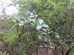 1. Ficus mauritiana Affouche  rouge MORACEAE Endémique Reunion Maurice