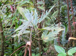 13. Ficus lateriflora  - Ficus Blanc  - MORACEAE - Endémique de la Réunion et de Maurice. IMG_3309.JPG