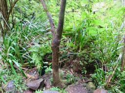 23. L'Hibiscus boryanus - Foulsapatte - Malvacée- B au pied de la cascade d'Annette
