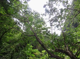 24. L'Hibiscus boryanus - Foulsapatte - Malvacée- B au pied de la cascade d'Annette.JPG