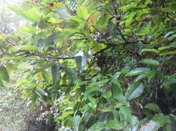 3. Fruits de Syzygium ??? cymosum - Bois de pomme rouge - Myrtacée - B