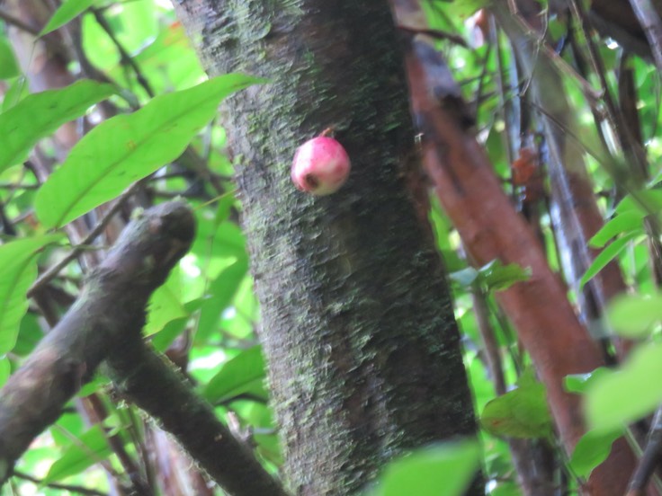 4. Syzygium cymosum - Bois de pomme rouge - Myrtacée - B