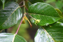 5953 Hancea integrifolia Bois de perroquet Eup horbiaceae Endémique La Réunion, Maurice