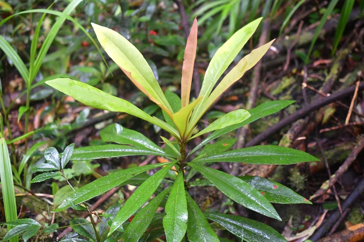 5961 Badula borbonica Bois de savon P rimulaceae Endémique La Réunion