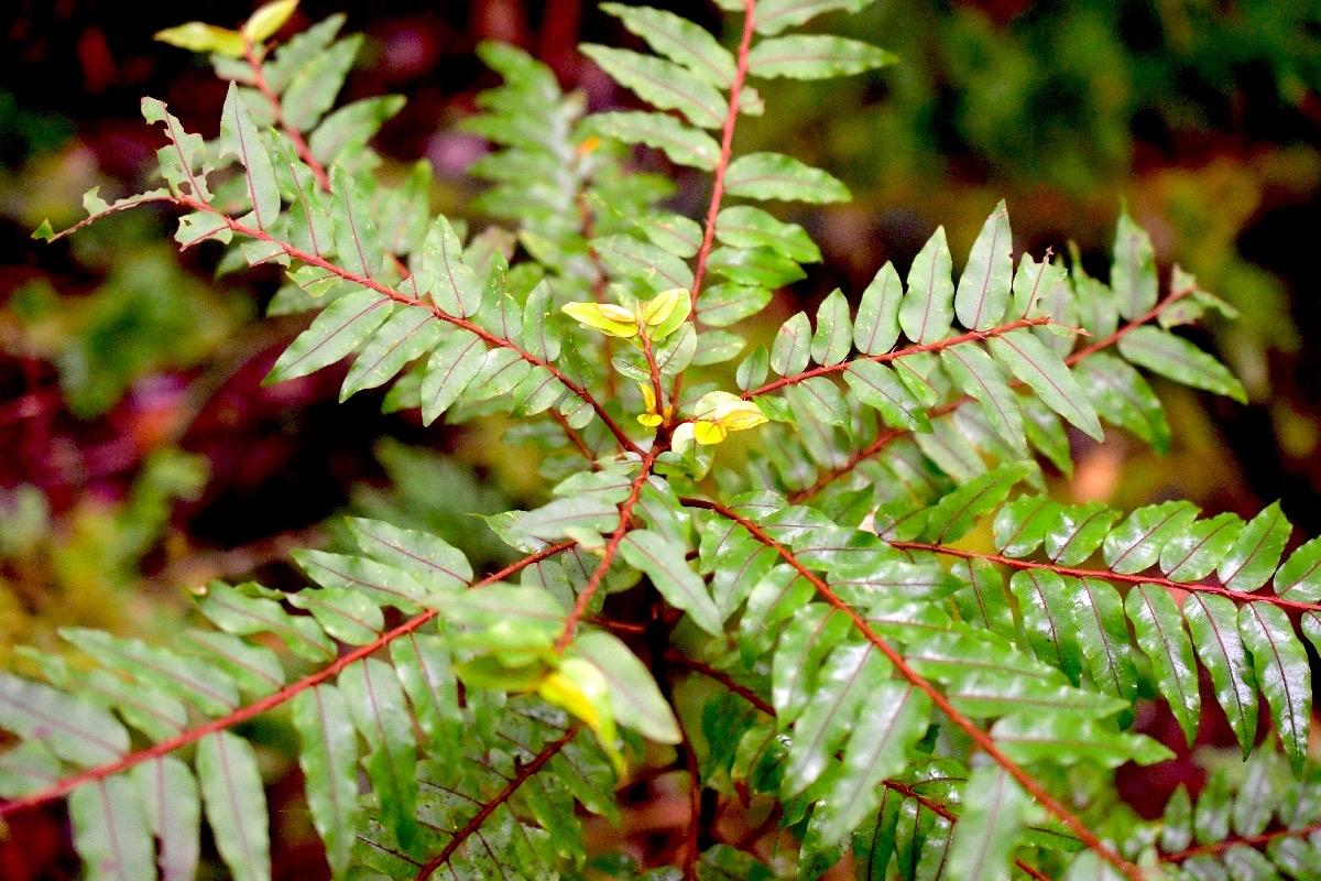 5964 Phyllanthus phillyreifolius Bois de cafrine Phyllanthaceae Endémique La Réunion