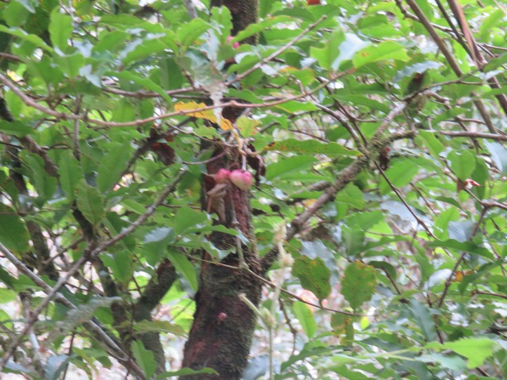 6. Syzygium cymosum - Bois de pomme rouge - Myrtacée - B