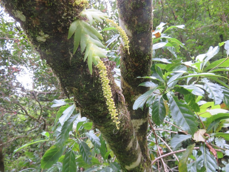 8. Oberonia disticha - Orchidacée - I IMG_3302.JPG
