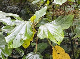 Boehmeria stipularis.bois de source blanc.grande ortie. urticaceae.endémique Réunion.IMG_3778