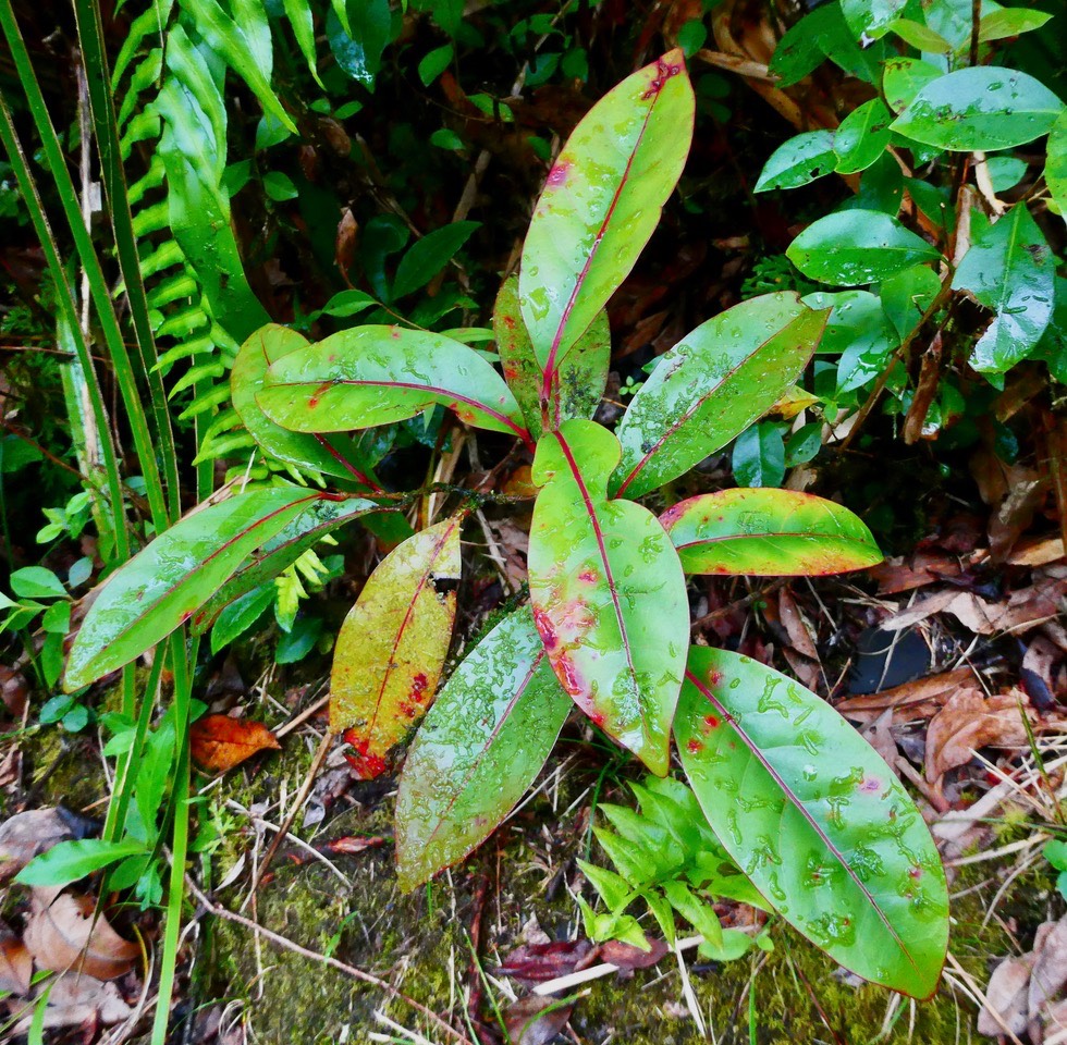 Casearia coriacea. bois de cabri rouge.salicaceae.endémique Réunion Maurice. P1037219 2