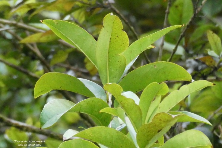 Chionanthus broomeana. bois de coeur bleu. coeur bleu.oleaceae.endémique Réunion.P1036881