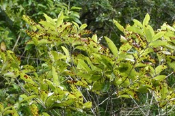 Diospyros borbonica. bois noir des hauts.ebenaceae.endémique Réunion.P1036884