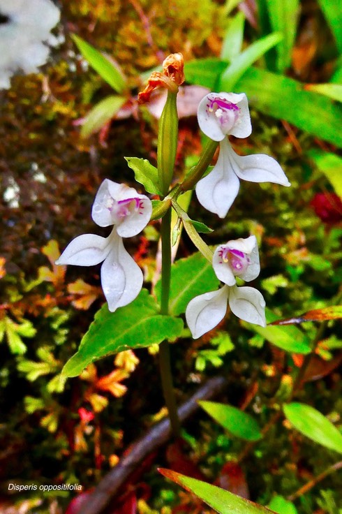 Disperis oppositifolia. (fleurs et fruit en formation. orchidaceae.indigène Réunion.P1037191