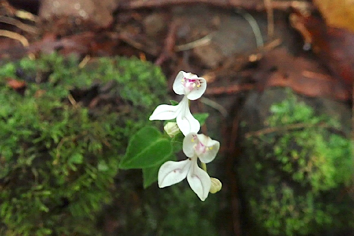 Disperis oppositifolia Orchidacea e Indigène La Réunion180005