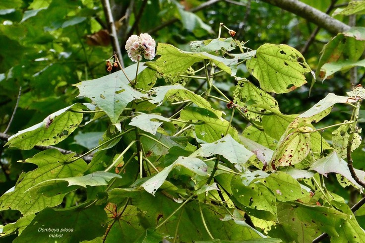 Dombeya pilosa.mahot .malvaceae.endémique Réunion.P1037090
