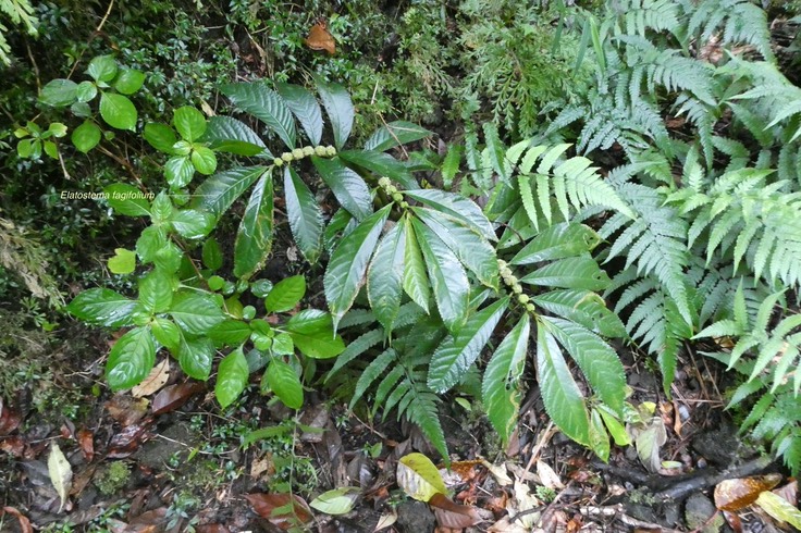 Elatostema fagifolium. ( au centre de la photo )urticaceae. indigène Réunion.P1036937