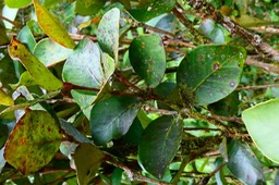 Eugenia bosseri   ?  bois de nèfles gros feuilles ? bois de nèfles à grandes feuilles. myrtaceae. endémique Réunion.P1036908
