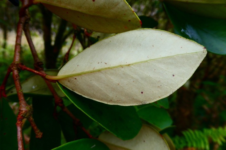 Eugenia bosseri   ?  bois de nèfles gros feuilles ? bois de nèfles à grandes feuilles. myrtaceae. endémique Réunion.P1036908.JPGP1037307