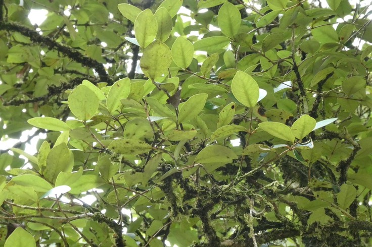 Eugenia bosseri   ?  bois de nèfles gros feuilles ? bois de nèfles à grandes feuilles. myrtaceae. endémique Réunion.P1037127
