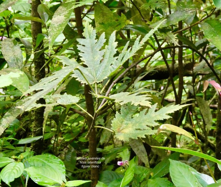 Ficus lateriflora.figuier blanc .( feuilles juvéniles )moraceae.endémique Réunion Maurice.P1037076
