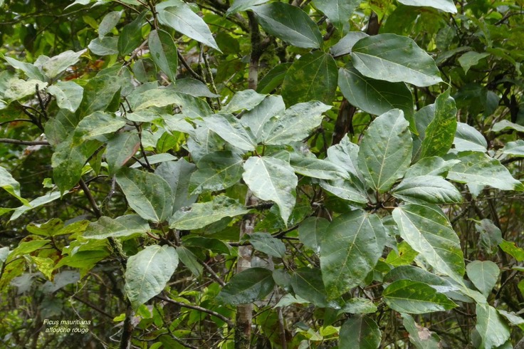 Ficus mauritiana.affouche rouge.moraceae.endémique Réunion.P1036909