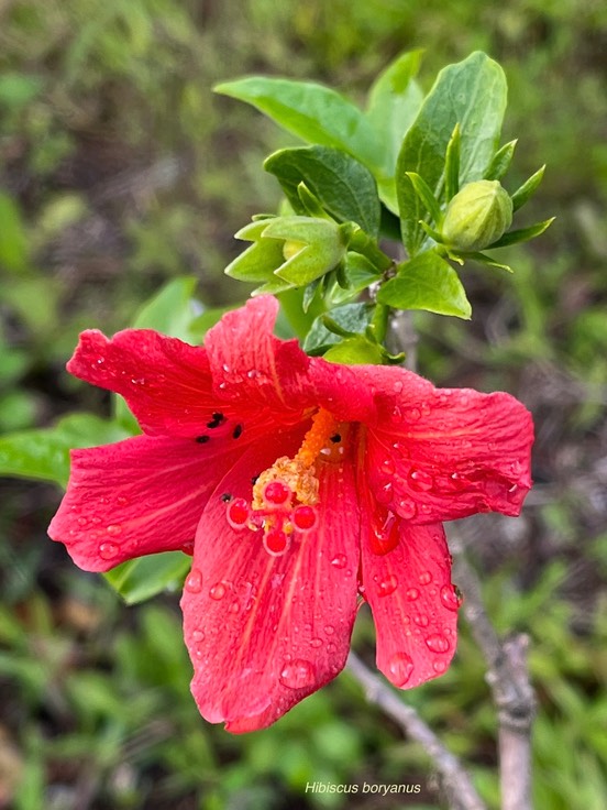 Hibiscus boryanus.foulsapate marron.mahot bâtard.malvaceae.endémique Réunion Maurice. MG_3760