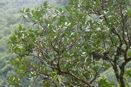 Homalium paniculatum.corce blanc.bois de bassin. salicaceae.endémique Réunion Maurice.P1037224