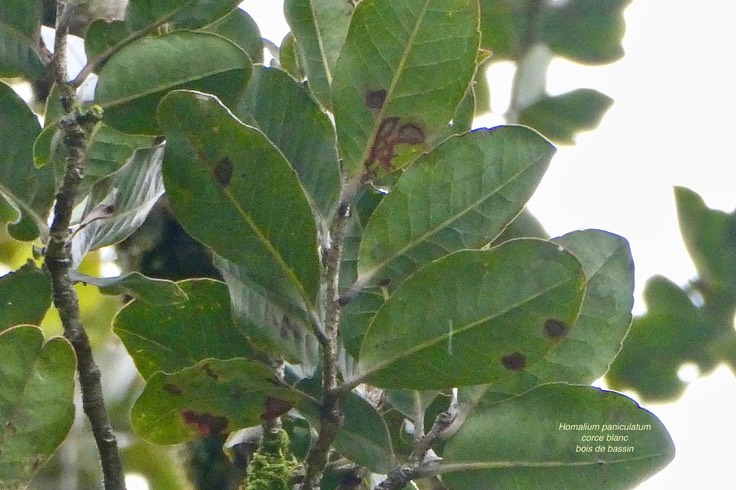Homalium paniculatum.corce blanc.bois de bassin. salicaceae.endémique Réunion Maurice.P1037245