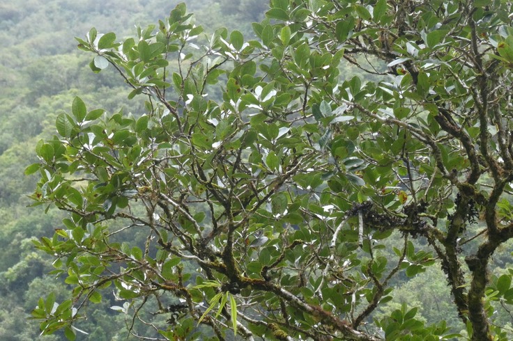 Homalium paniculatum.corce blanc.bois de bassin. salicaceae.endémique Réunion Maurice.P1037224