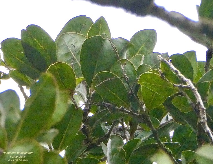 Homalium paniculatum.corce blanc.bois de bassin. salicaceae.endémique Réunion Maurice.P1037288