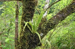 Lepisorus spicatus Polypodiaceae  Indigène La Réunion180017
