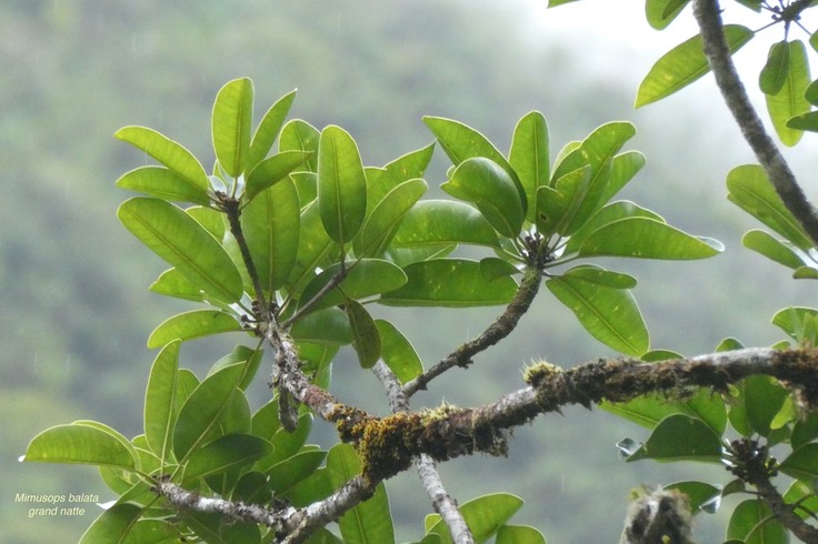 Mimusops balata.grand natte. (avec boutons floraux ).sapotaceae.endémique Réunion Maurice P1037241