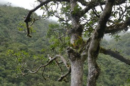 Mimusops balata.grand natte.sapotaceae.endémique Réunion Maurice.P1037238