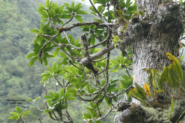 Mimusops balata.grand natte.sapotaceae endémique Réunion Maurice .
