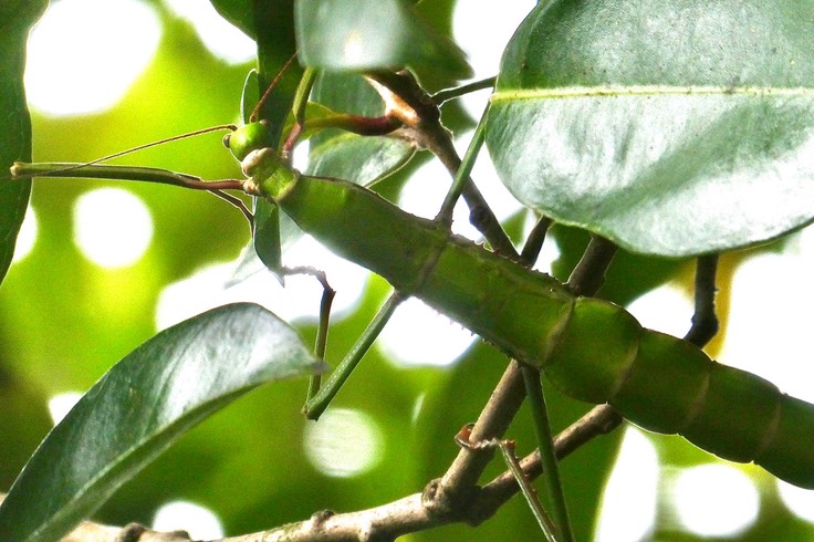 Monandroptera acanthomera. ( femelle ) phasme . phasmatidae.endémique Réunion Maurice. P1037051
