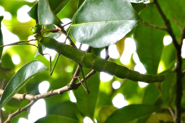 Monandroptera acanthomera. phasme .individu femelle.phasmatidae.endémique Réunion Maurice .P1037038